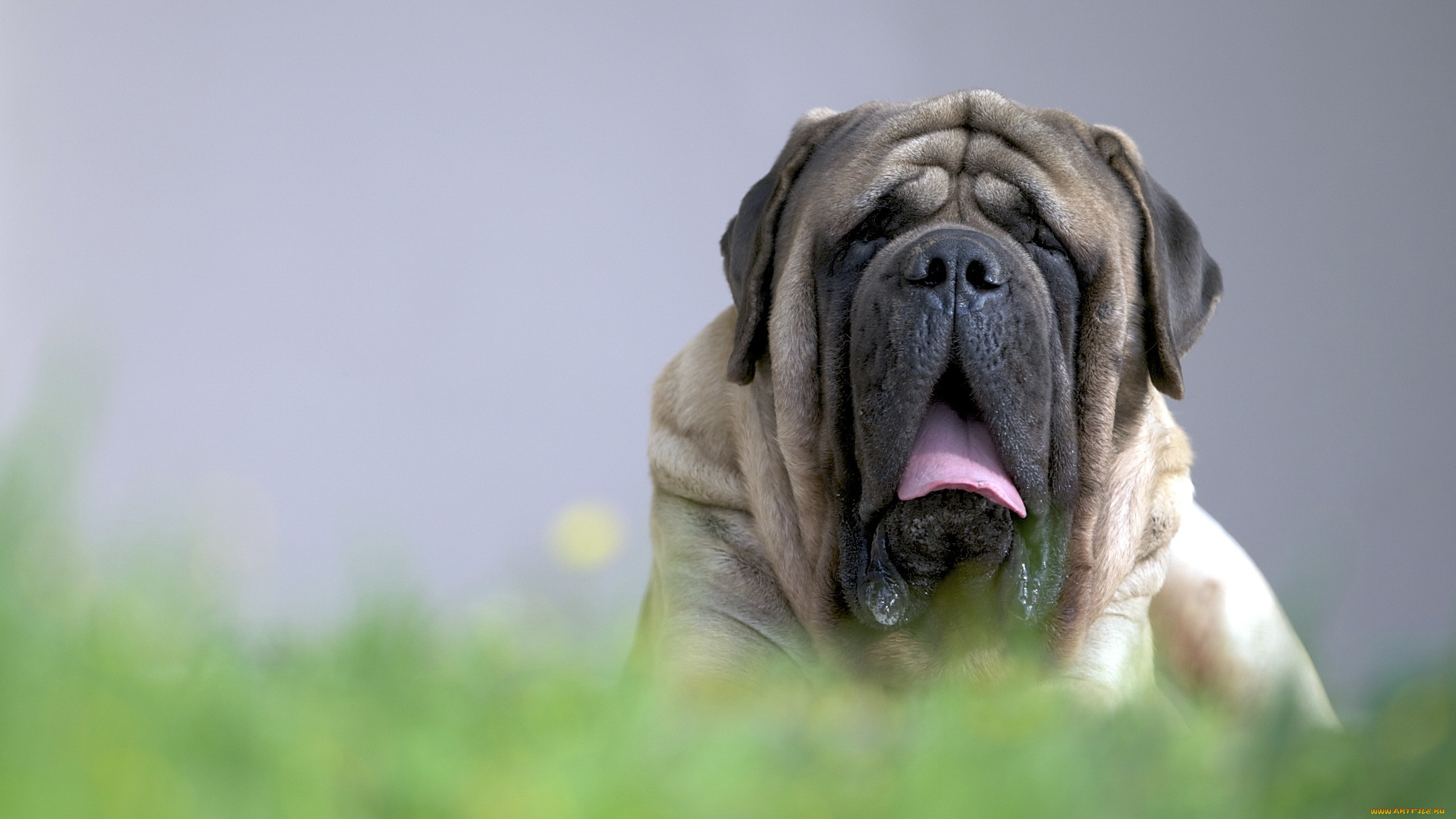 , , , english, mastiff, , 